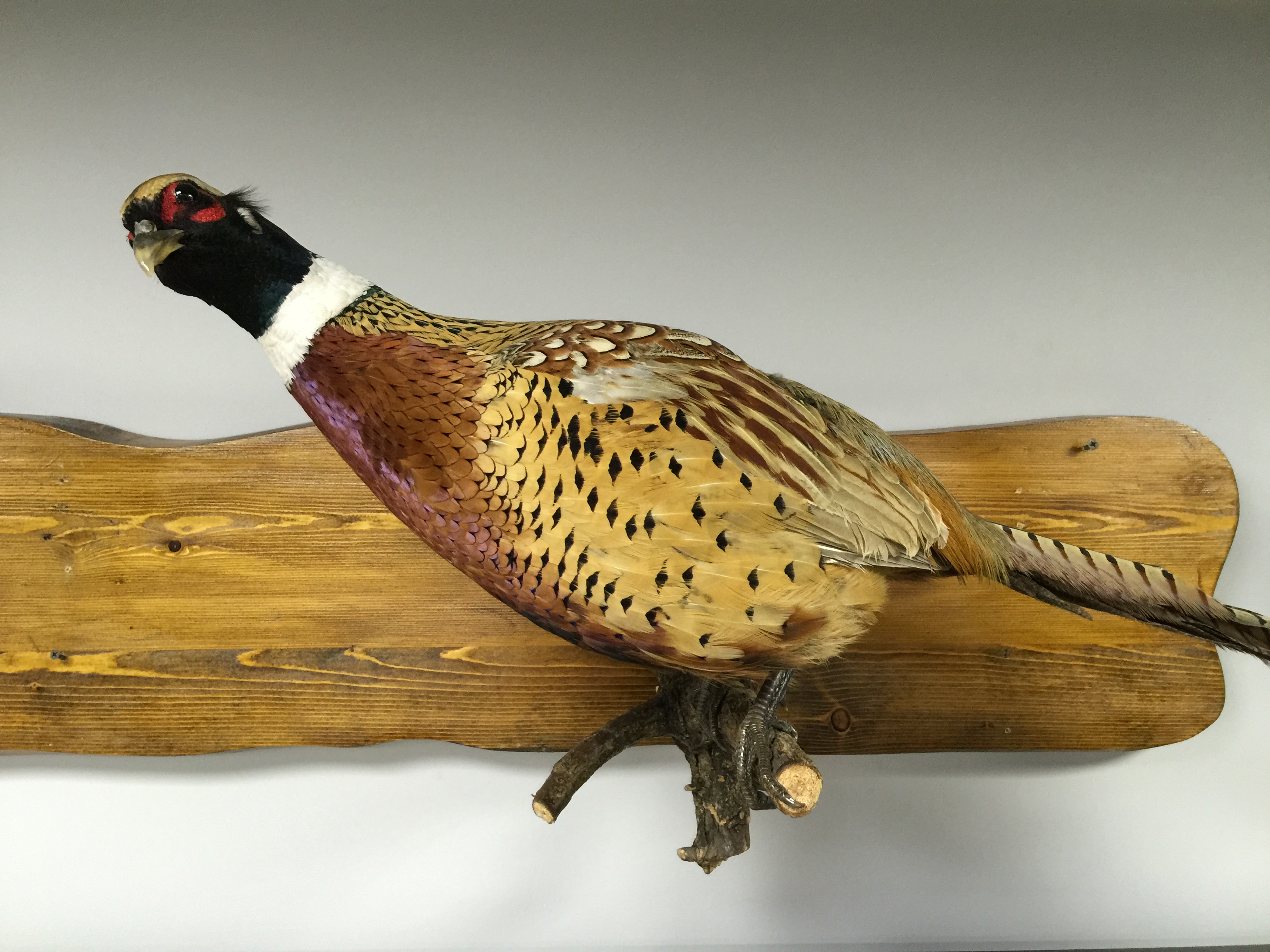 Чучело "Фазан"